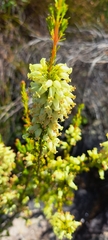Erica daphniflora