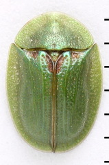 Cassida stigmatica