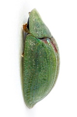 Cassida stigmatica