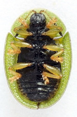 Cassida stigmatica