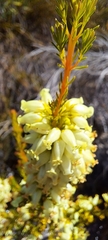 Erica daphniflora