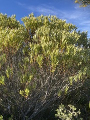 Leucadendron meridianum