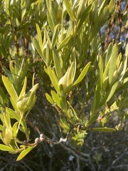 Leucadendron meridianum