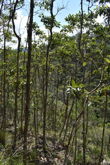 Lophostemon confertus