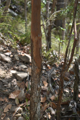 Lophostemon confertus