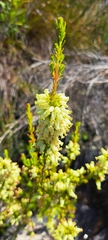 Erica daphniflora