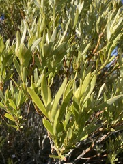 Leucadendron meridianum