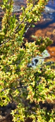 Erica daphniflora