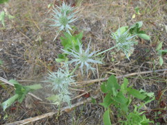 Eryngium hookeri