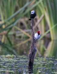 Arundinicola leucocephala