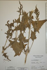 Atriplex hortensis