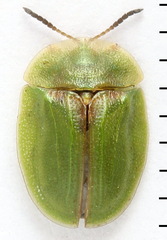 Cassida sanguinosa