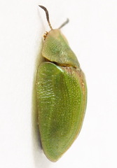 Cassida sanguinosa