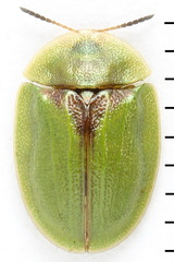Cassida sanguinosa