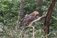 Polyboroides typus typus