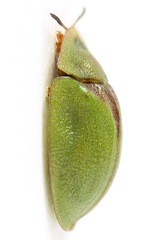Cassida sanguinosa