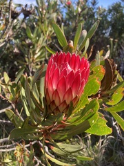Protea obtusifolia