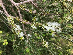 Melaleuca brevifolia
