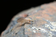 Hemerobiinae