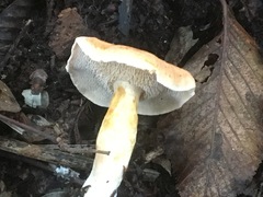 Hydnum rufescens
