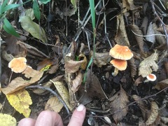 Hydnum rufescens