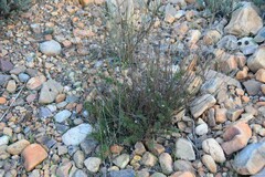 Santolina rosmarinifolia