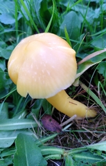 Hygrocybe quieta