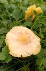 Hygrocybe quieta