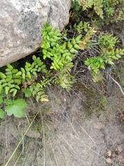 Pellaea pteroides