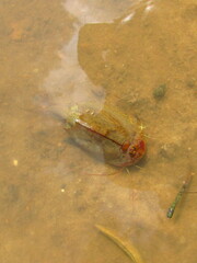 Triops cancriformis