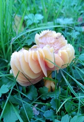 Hygrocybe quieta