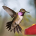 Ruby-throated and Black-chinned Hummingbirds × Rufous, Allen's, and Allied Hummingbirds - Photo (c) Bert Filemyr, some rights reserved (CC BY-NC), uploaded by Bert Filemyr