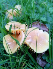 Hygrocybe quieta