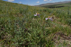 Galatella dahurica