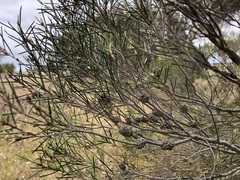 Melaleuca uncinata