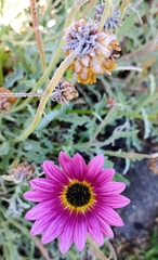 Arctotis stoechadifolia