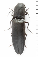 Ectinus aterrimus