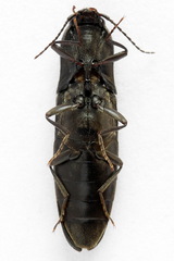Ectinus aterrimus