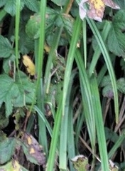 Carex pendula