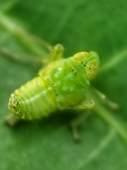 Coelidiinae