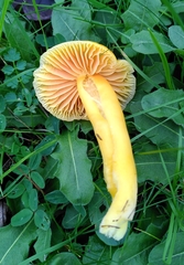 Hygrocybe quieta