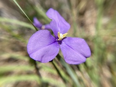 Patersonia occidentalis