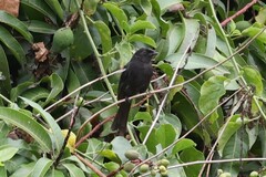 Melaenornis edolioides