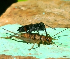 Liris subtessellatus