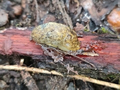 Limacus
