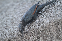 Onychognathus morio morio