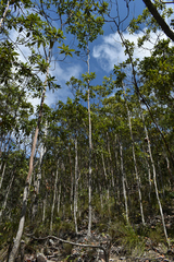 Lophostemon confertus