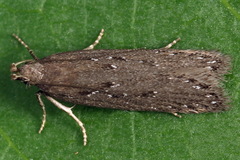 Neofaculta ericetella