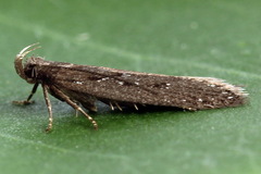 Neofaculta ericetella