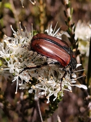 Trichostetha capensis